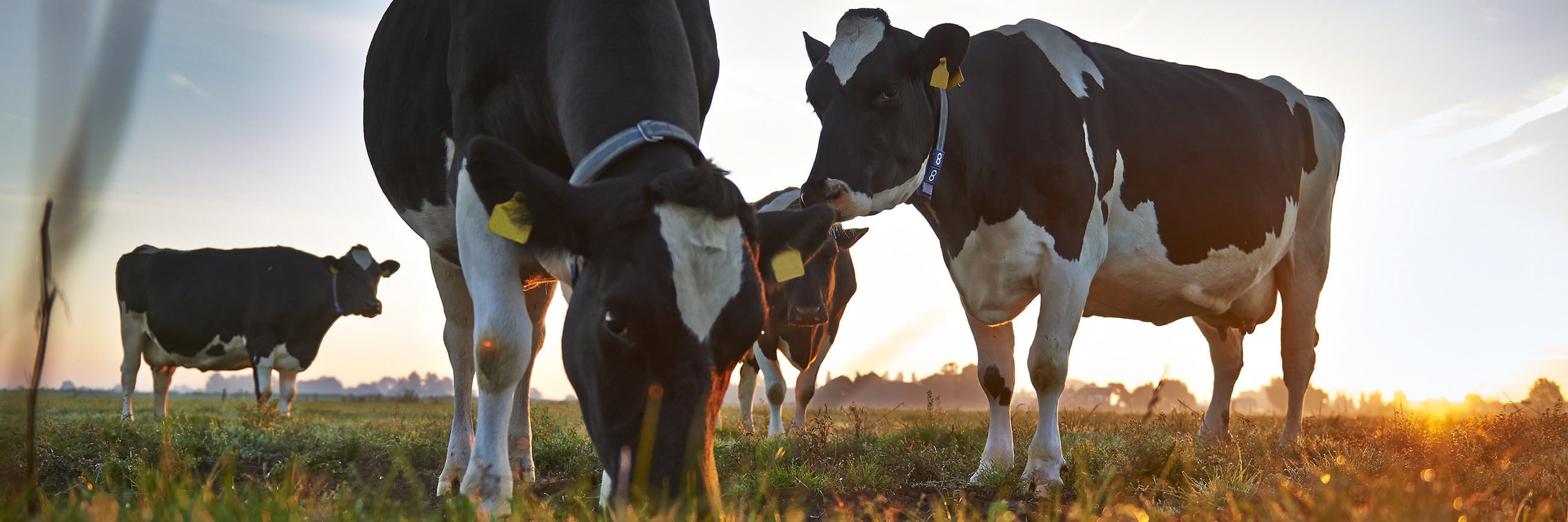 Case - Friesland Campina